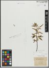 Foto von Salix alba L. x Salix fragilis L.
